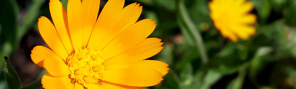 Fleur de souci - calendula bio suisse